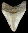 Serrated, Megalodon Tooth - North Carolina #48286-2